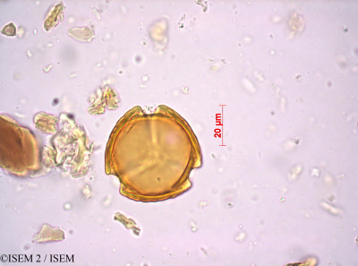 Audouinia capitata - lame n° 24131